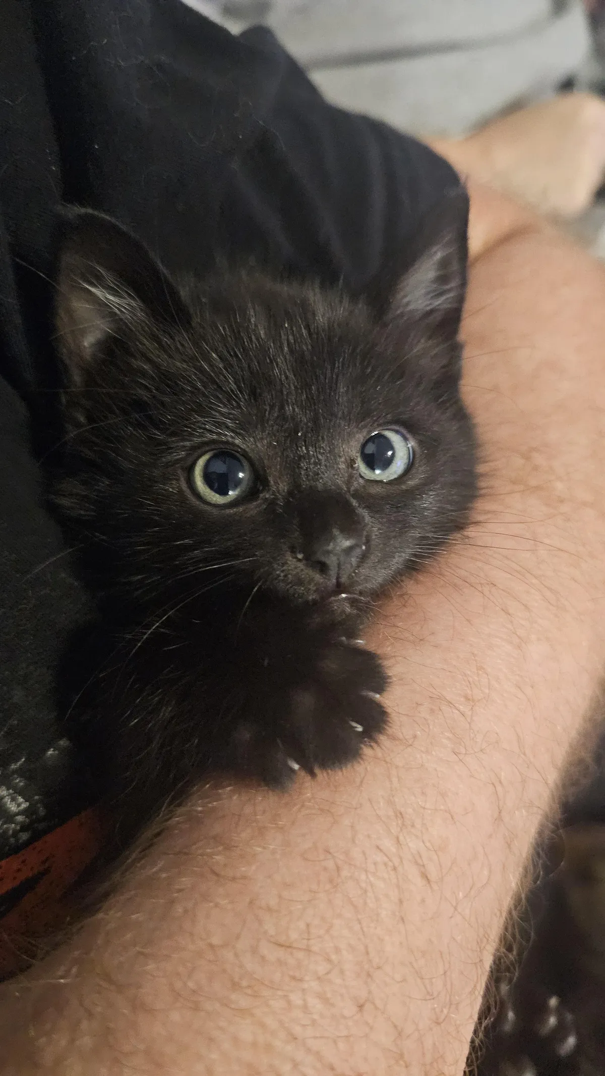 Saved her two weeks ago from the middle of the road and just now came up with a name. Infernal hellbeast. Iffy for short