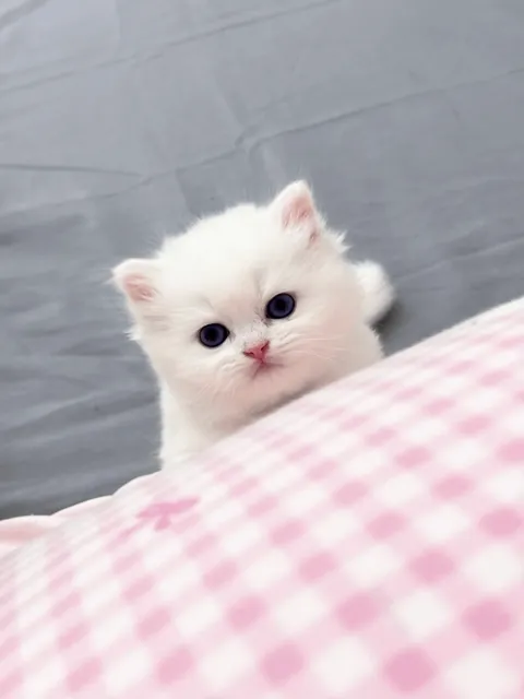 Hey, do you have time to play with me?