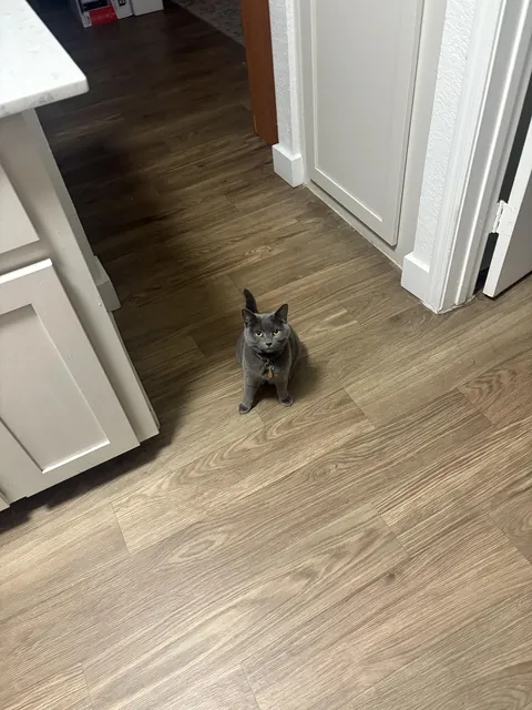 Made the mistake of opening a can of soup…