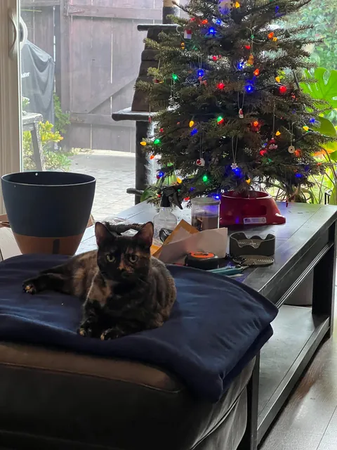 I got a new kitty, meet Luna!