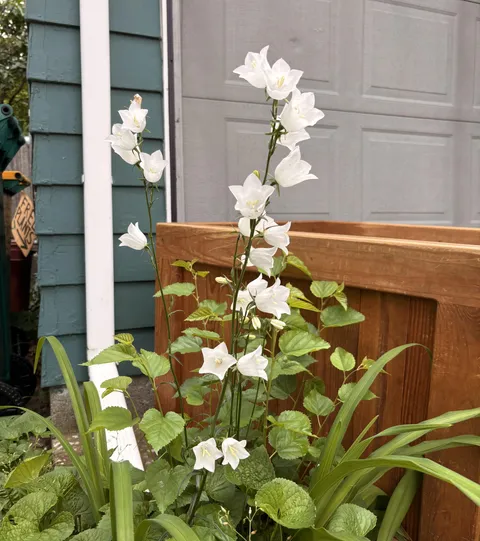 A good lesson for me to not pull things thinking they may be weeds. Because they also may be this.