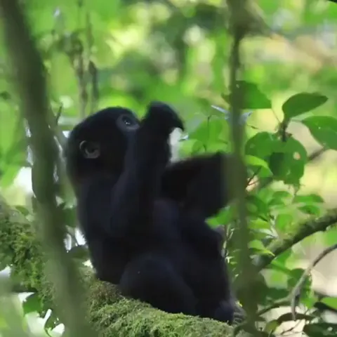 🔥 Baby gorilla practicing chest beat