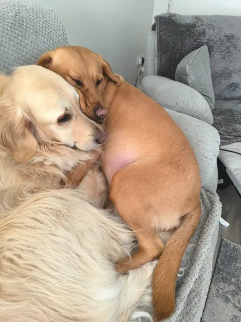 Teddy aka Dennis the menace ft ruby 😂