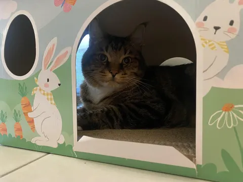 Got this guy for 5 months while his parents travel Australia