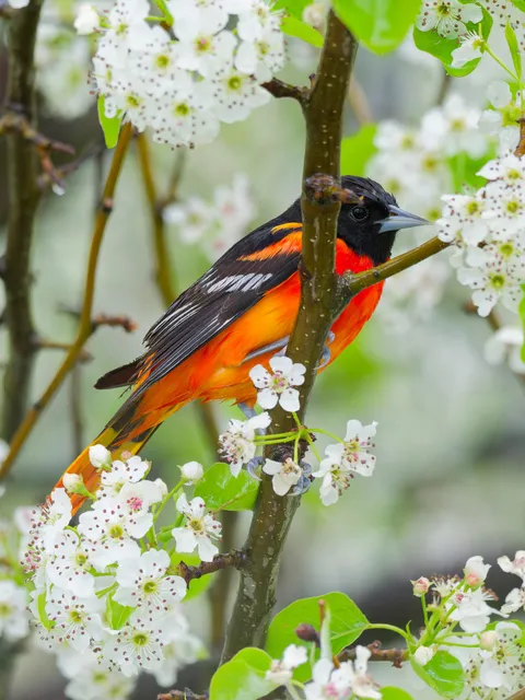 ITAP of a Baltimore Oriole
