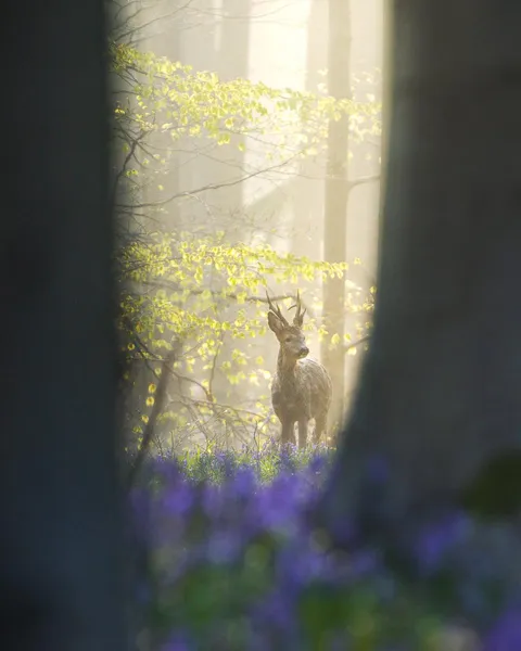 ITAP of a dear in the bluebell forest in Belgium