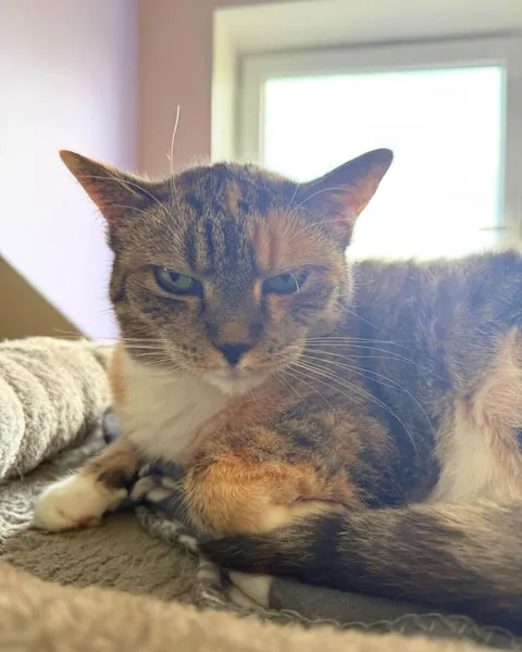 Yolanda is always so happy when I visit her at the cat hospice. Other hospice cats are included
