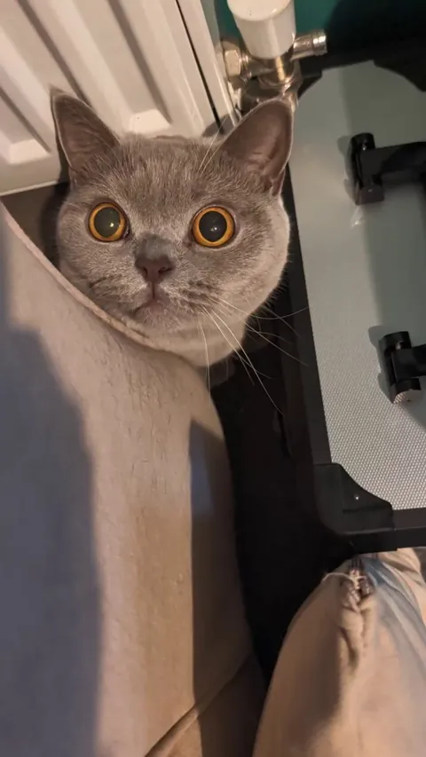 Peek-a-boo champ