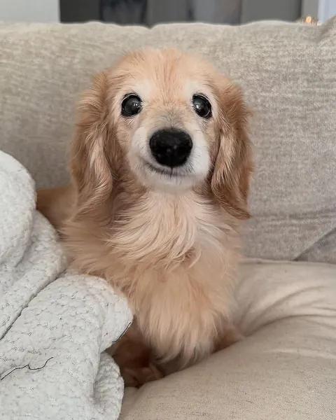 This dog has the most wholesome smile