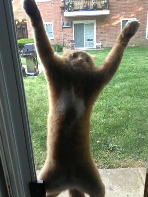 Spidercat, nettoyeur de vitres ou simplement un chat en colère enfermé dehors