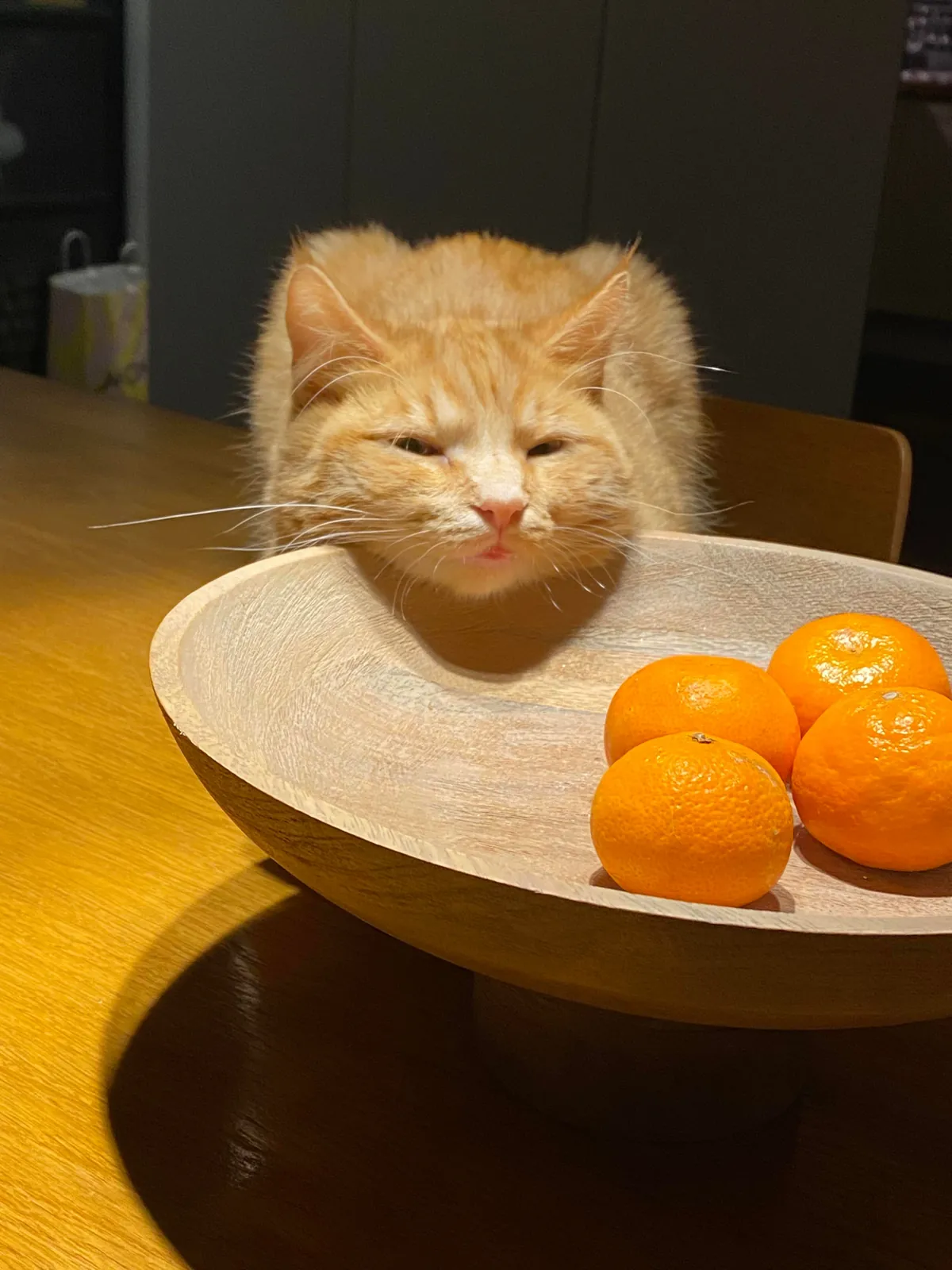 I think everyone should see my cat atleast once in their lifetime