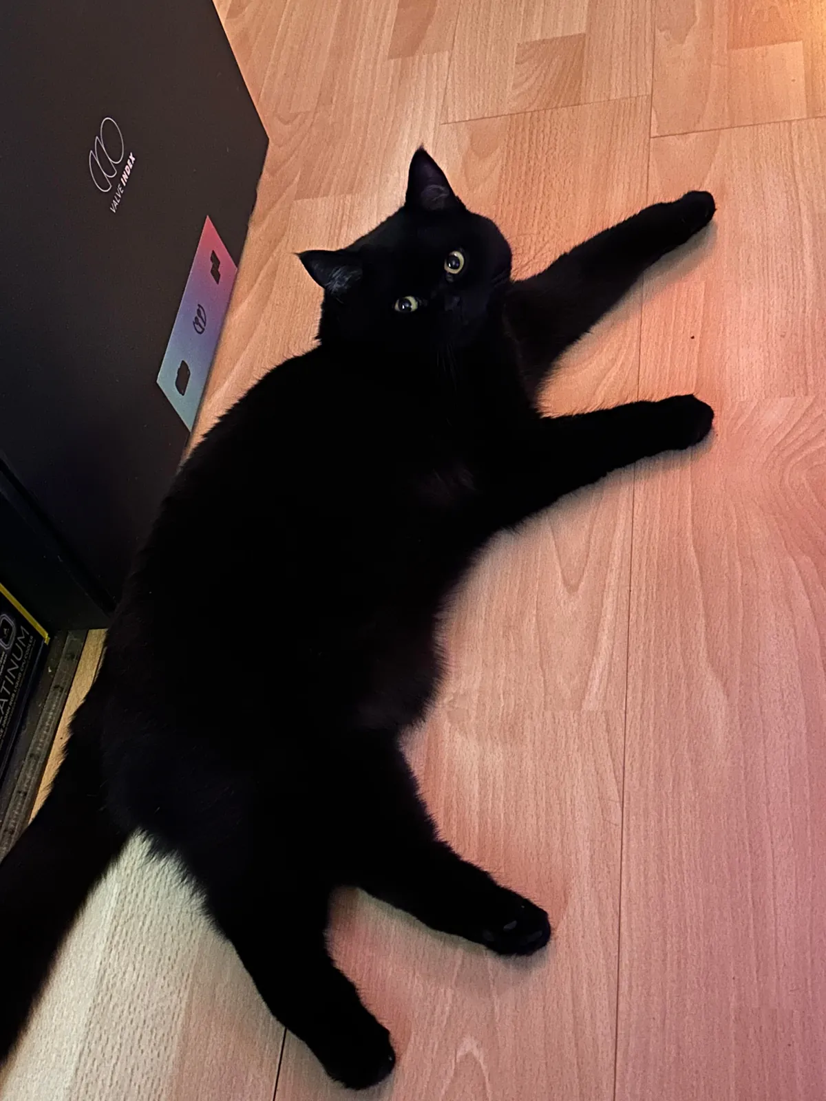 This little goober turned 4 years old today. He’s one of the most expressive cats I have seen.