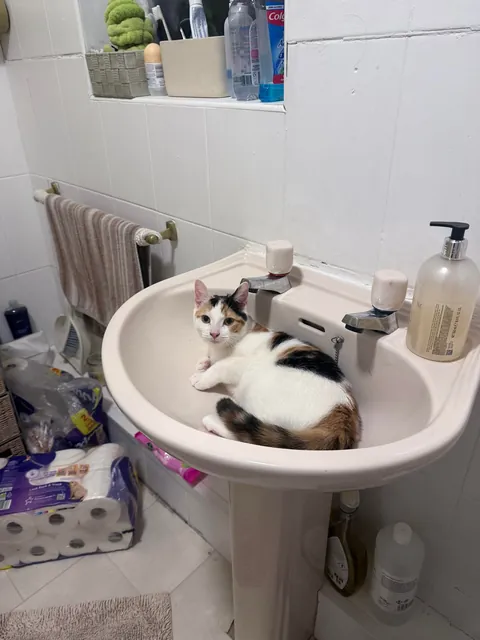 Why does she sleep near me but never on me, and yet never leaves my side like a shadow?