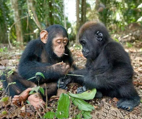 Baby Chimpanzee and a baby Gorilla in the jungle having fun as friends. Photo captured by Michael Poliza.