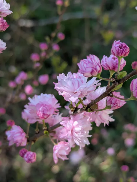 My Pink Flowering Almond is Blooming