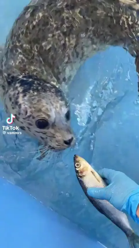 Rescue-rehab-release pup learning how to eat fish