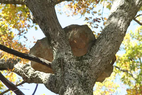 How the hell did a 400lb rock end up wedged in the top of this tree?!