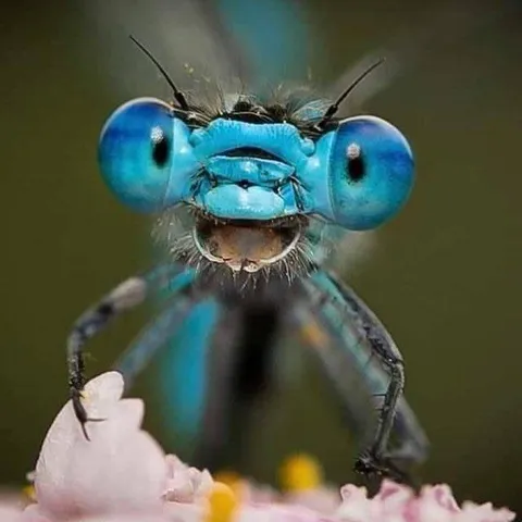 🔥Close up of a Dragonfly🔥