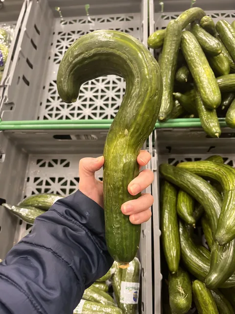 I found an interestingly shaped cucumber