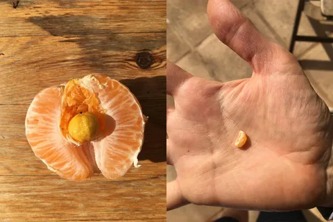 My orange had a little mini orange growing inside of it.