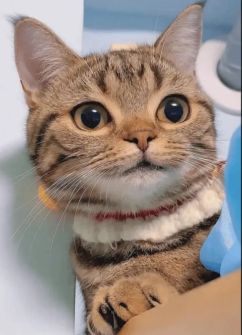 This is the face that gets away with everything