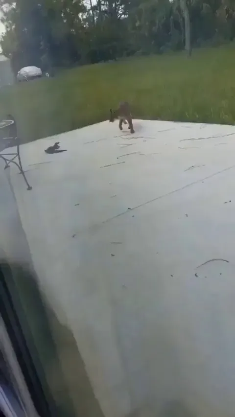 Man finds a red lynx and a baby alligator fighting in his backyard
