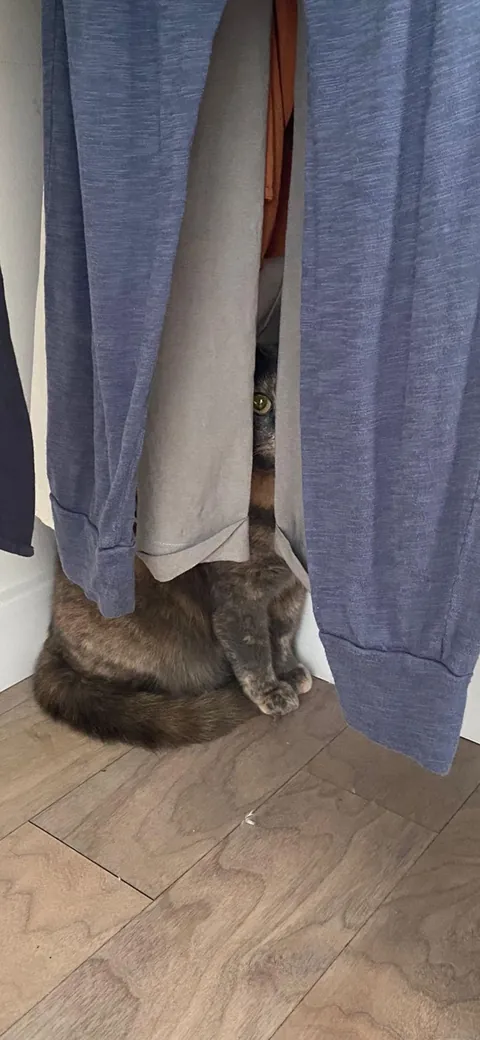 Penelope hiding from the movers