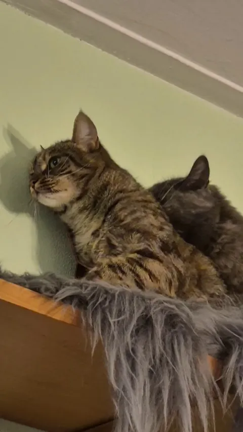 Watching their petty little sibling fights is one of my main sources of entertainment