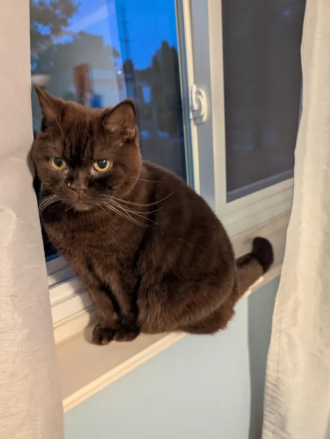 security cat
