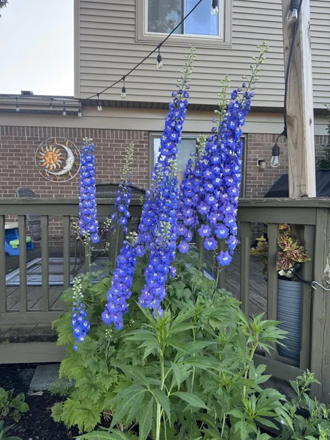 Delphinium’s are a top 3 flower for me