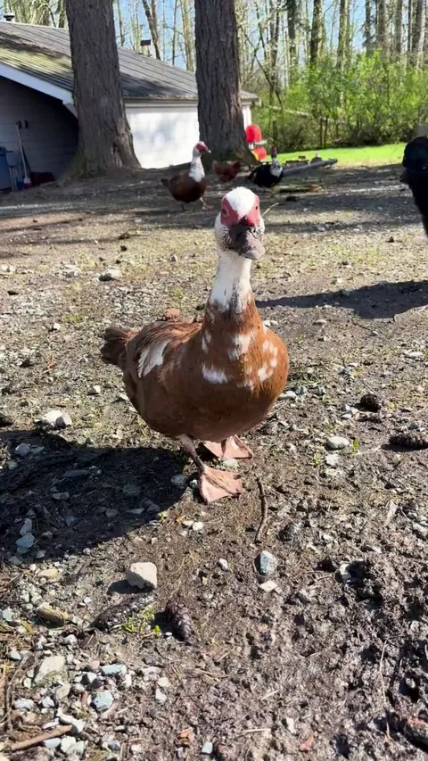 My ducks coming to tell me what they did today when I got home from work