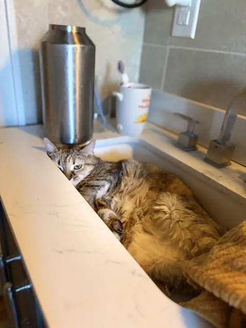 Cat in a sink