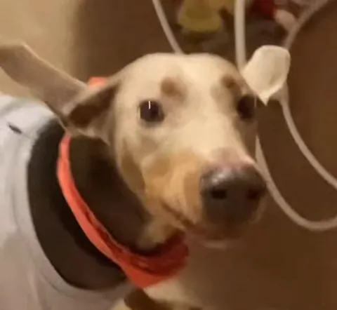 I bet you’ve never seen ears like these before!