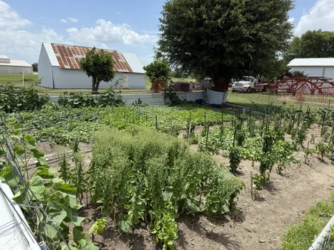 My 85 year old Mother-In-Law’s vegetable garden