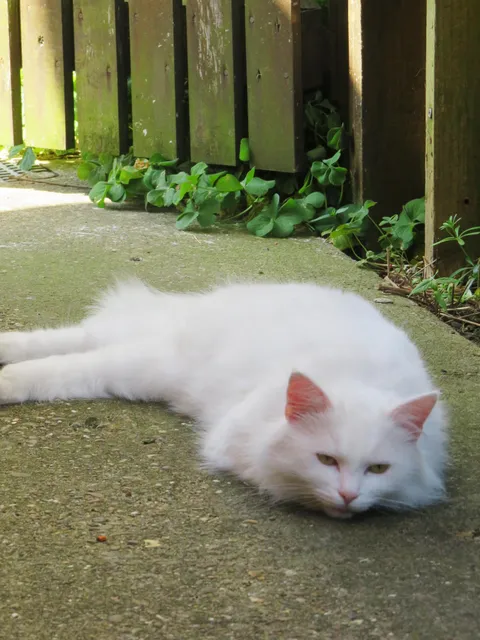 My lovely cat, he was hit by car two days ago and is gone. I just need someone to say and understand how beautiful and amazing he was.