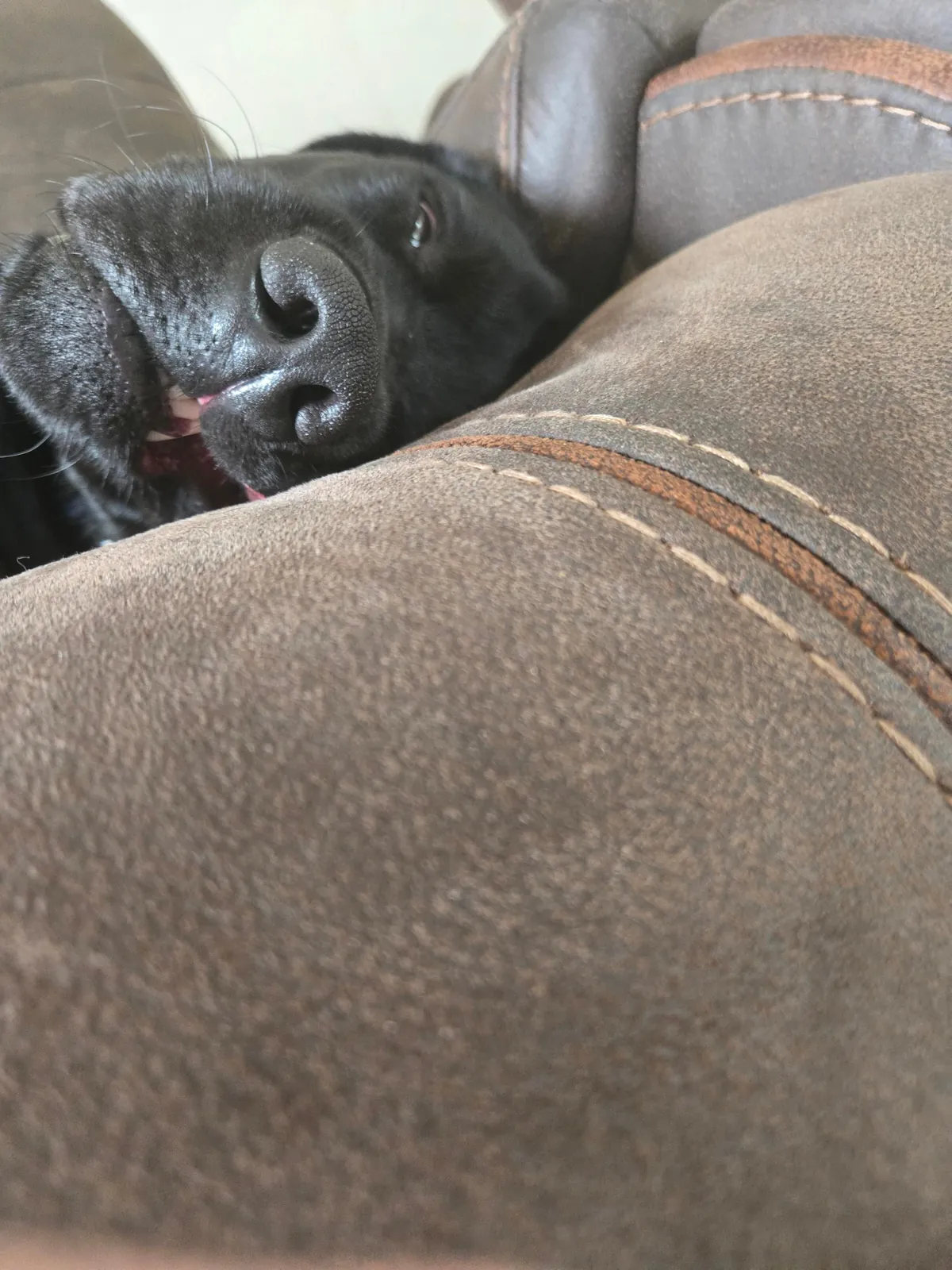 The best pictures of my 3 year old Black Lab!