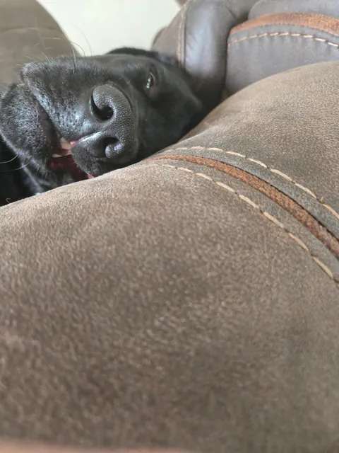 The best pictures of my 3 year old Black Lab!