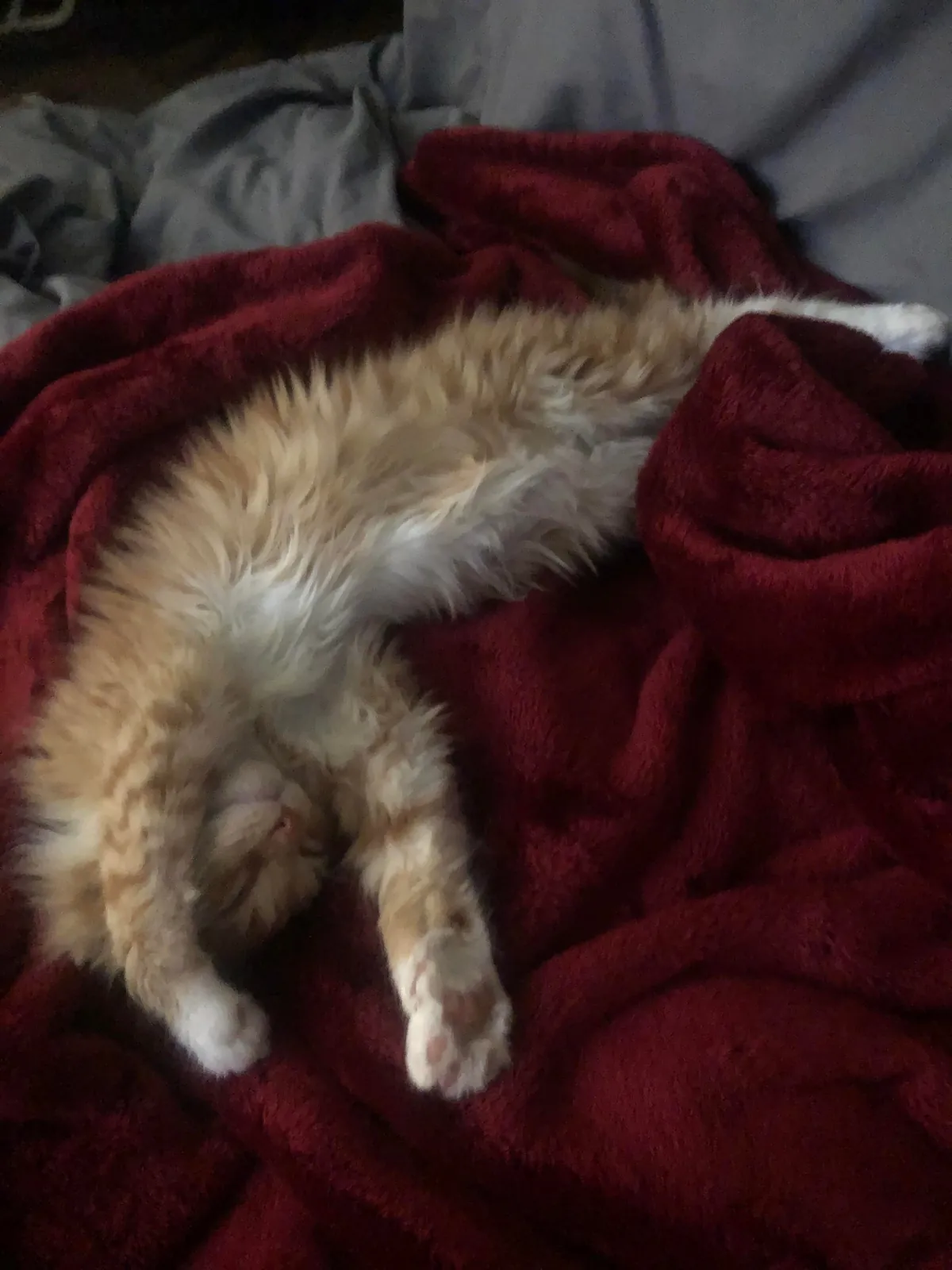 He crossed the rainbow bridge today. Give Peter all the love you can. He deserves it all.