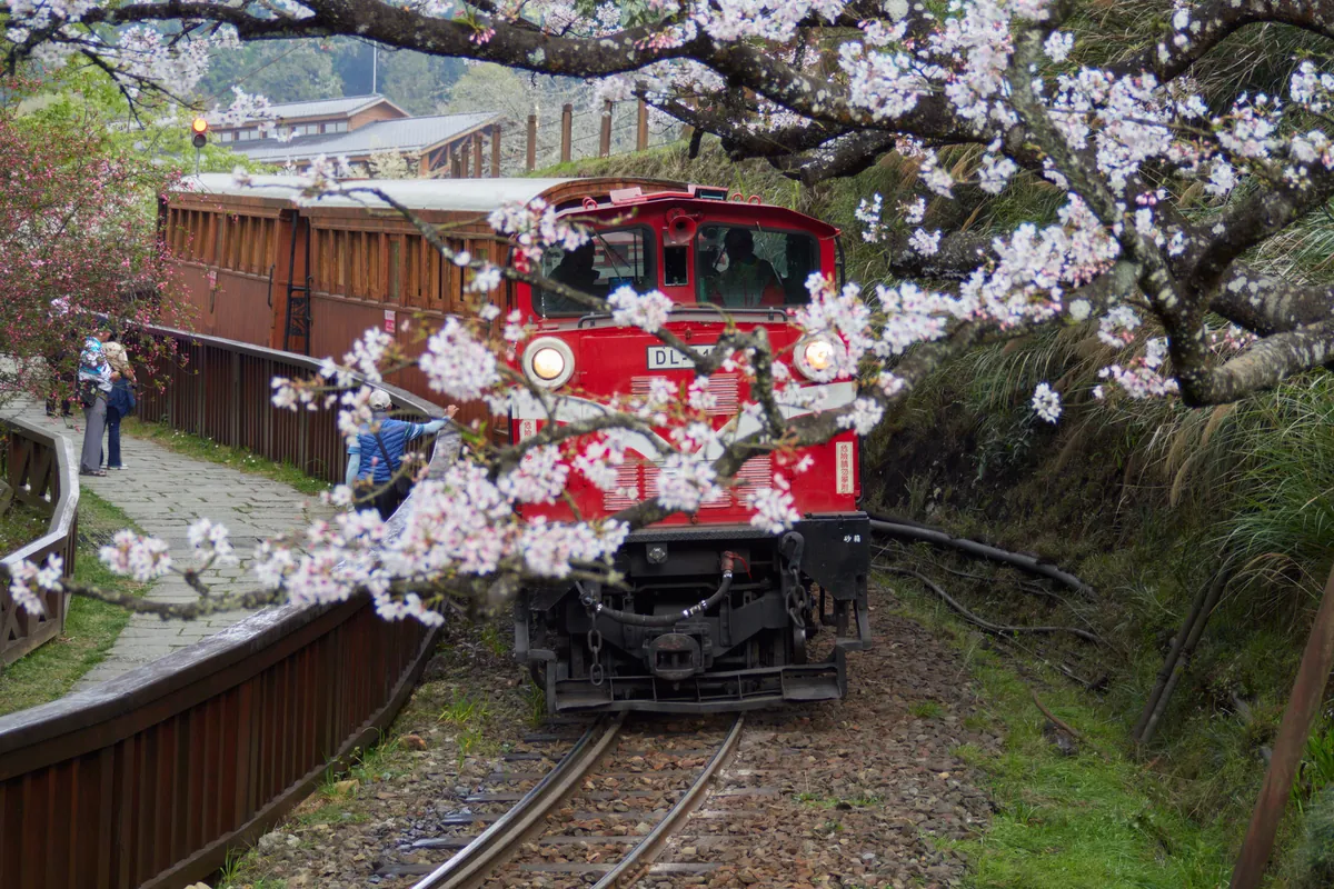 Taiwan - dense beauty