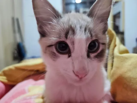 Today marks one year since I adopted Mabel. I wanted to share her Journey with you all. She's doing great!