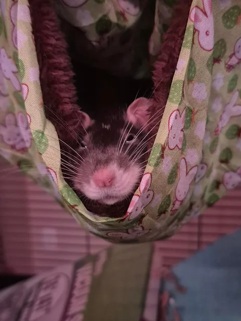 Moving to Alaska, and found out that they're illegal there.