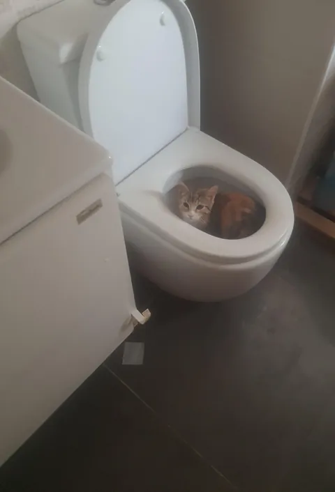 Found my cat inside the toilet