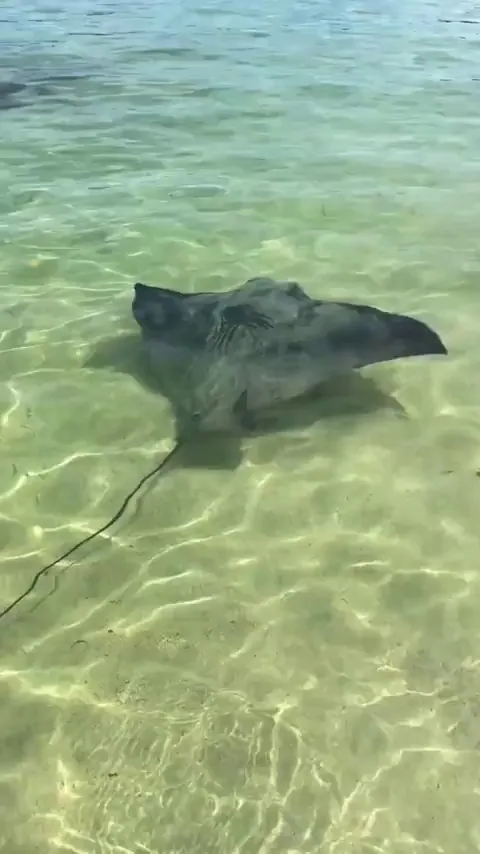 🔥 Utterly massive stingray looks prehistoric