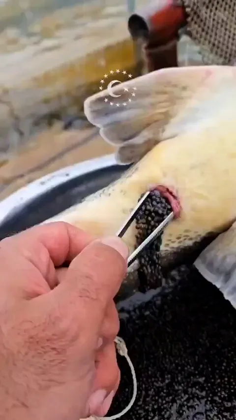 Beluga Caviar, 1 kg of which is sold for $7.500, is obtained by milking the sturgeon