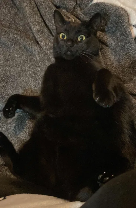 Would you give up a few years of your life to your cat?