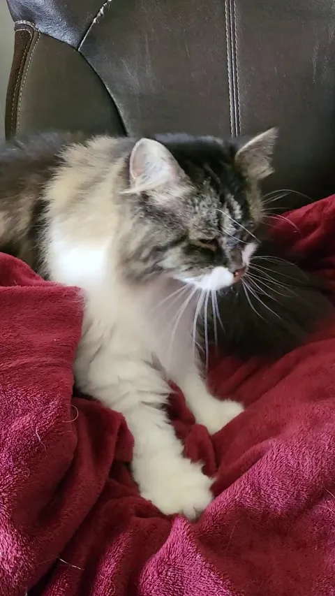 Lucy-Goosie making those biscuits 🐾🍪