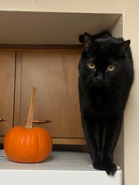 Edgar hopes you guys had a spooky Halloween