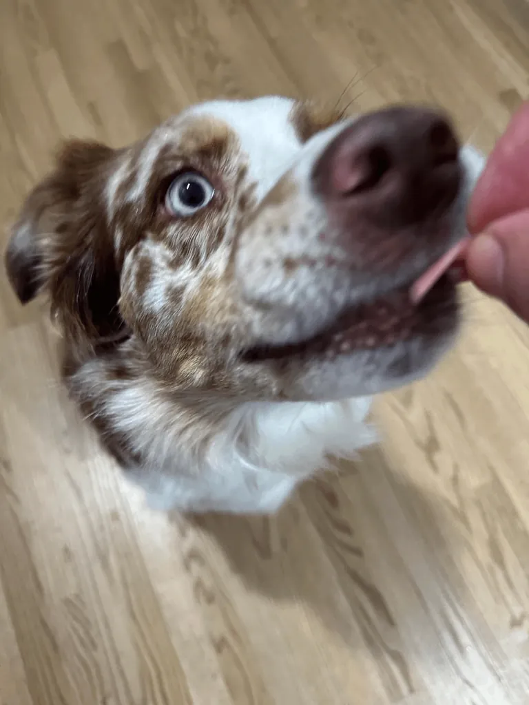 [homemade] pork butt and salami sub