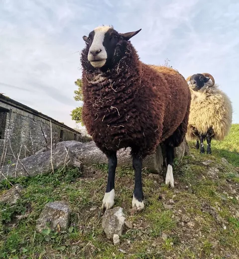 I’ve had my sheep Blackberry for a little over a year now. He has grown into such a big boy!!