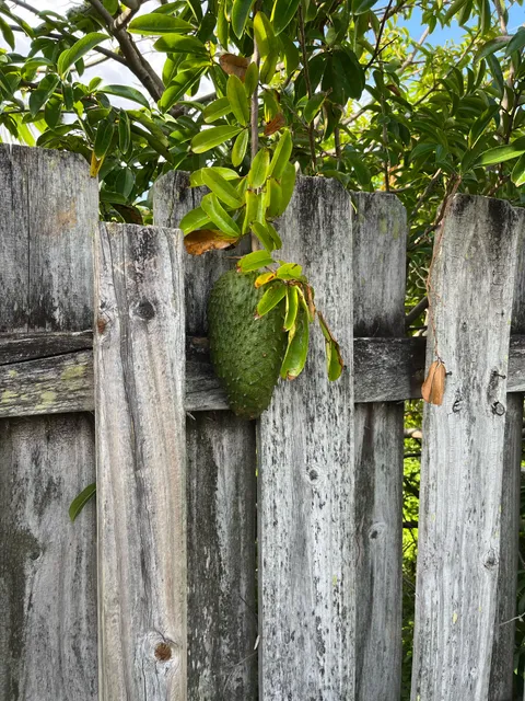 What is my neighbor growing?